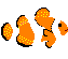 カクレクマノミ